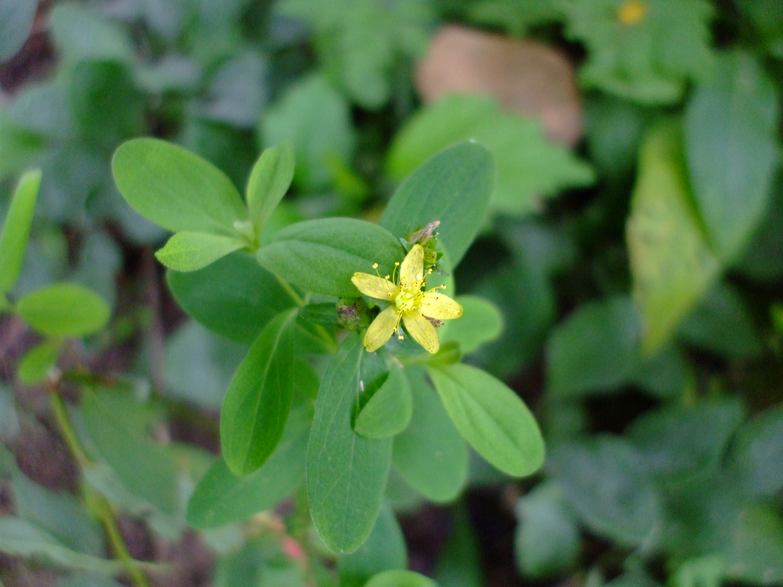 Hypericum punctatum